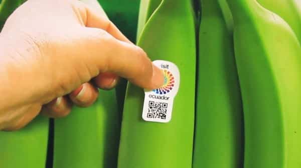 Banana Ambassador: campaña de códigos QR para promocionar el turismo en Ecuador